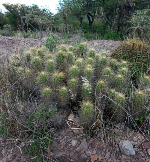 Echinocereus-stramineus-scaled.jpg